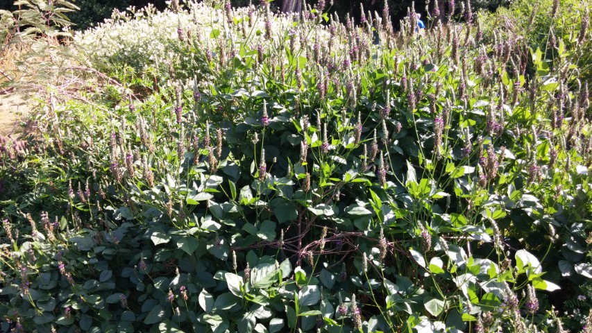 Hoita orbicularis plantplacesimage20150704_155910.jpg