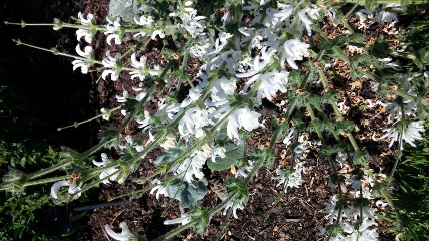 Salvia argentea plantplacesimage20150704_162847.jpg