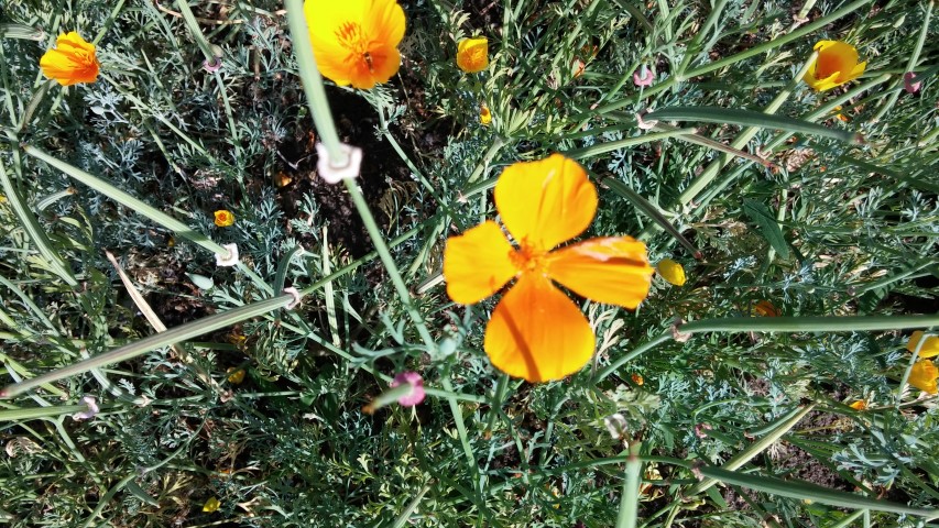 Eschscholzia californica plantplacesimage20150704_165818.jpg