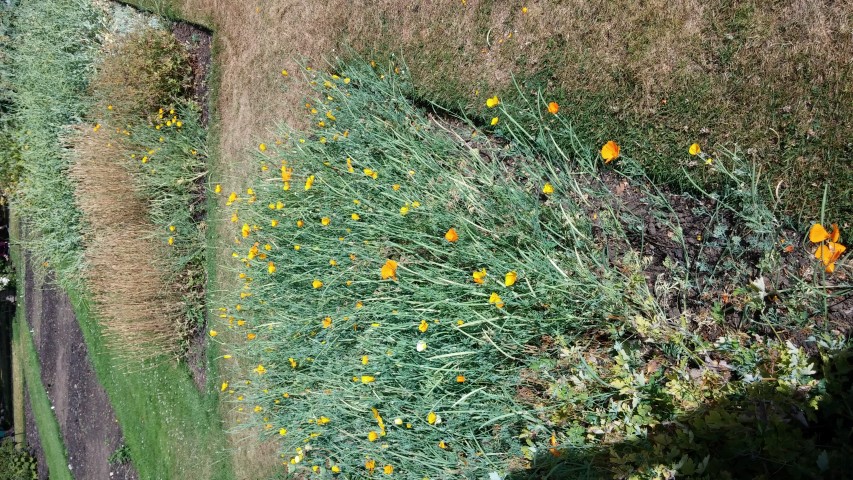 Eschscholzia californica plantplacesimage20150704_165830.jpg