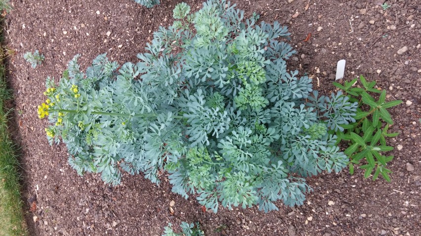 Ruta graveolens plantplacesimage20150705_122803.jpg