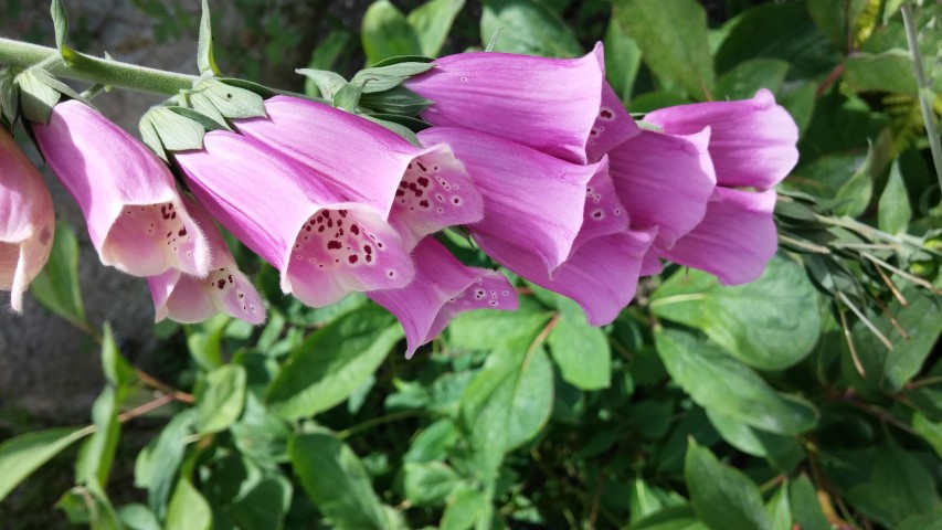 Galanthus elwesii plantplacesimage20150705_125136.jpg