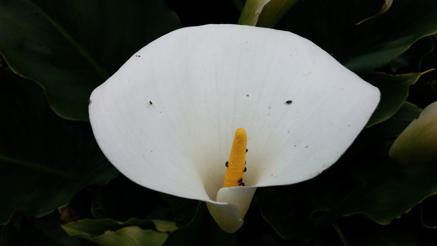 Zantedeschia aethiopica plantplacesimage20150705_131543.jpg