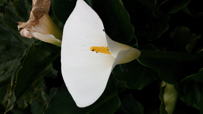 Zantedeschia aethiopica plantplacesimage20150705_131607.jpg