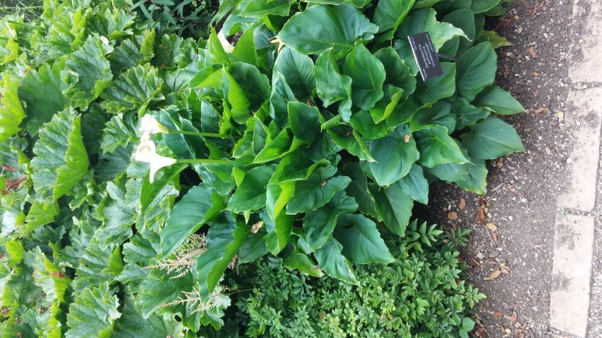 Zantedeschia aethiopica plantplacesimage20150705_131618.jpg