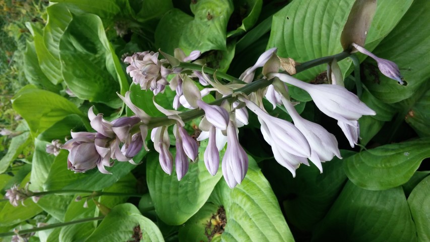 Typha minima plantplacesimage20150705_133438.jpg