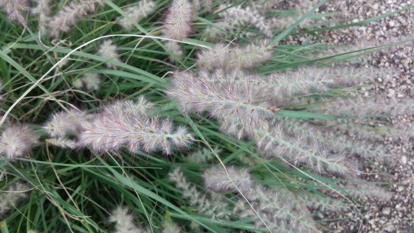 Pennisetum orientale plantplacesimage20150705_133958.jpg