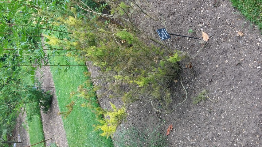 Genista tricanthos plantplacesimage20150705_141023.jpg