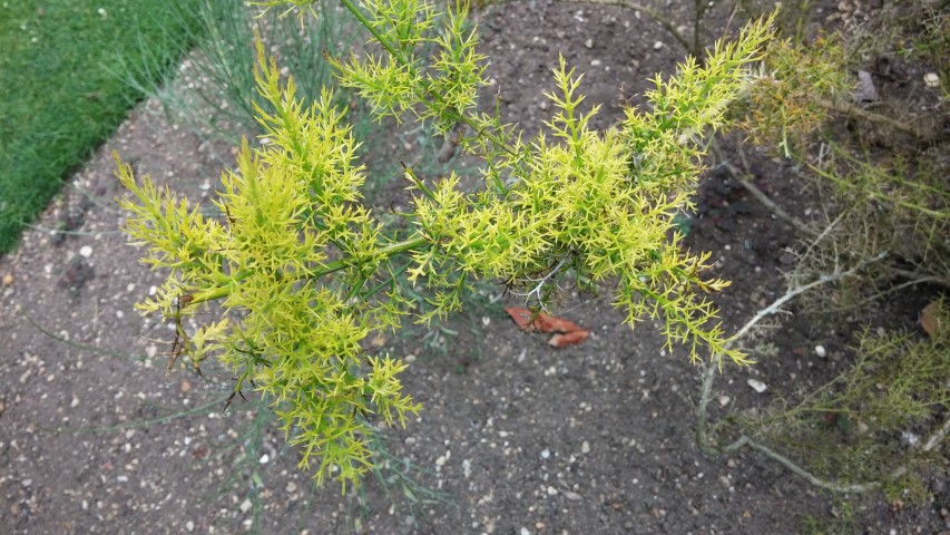 Genista tricanthos plantplacesimage20150705_141033.jpg