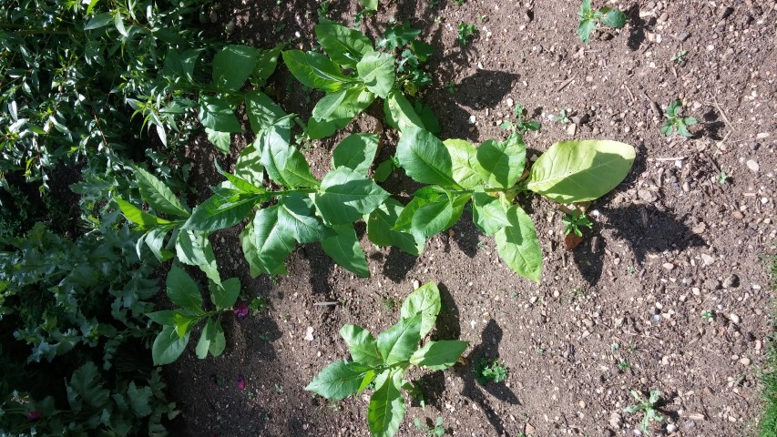 Nicotiana tobacum plantplacesimage20150705_142830.jpg