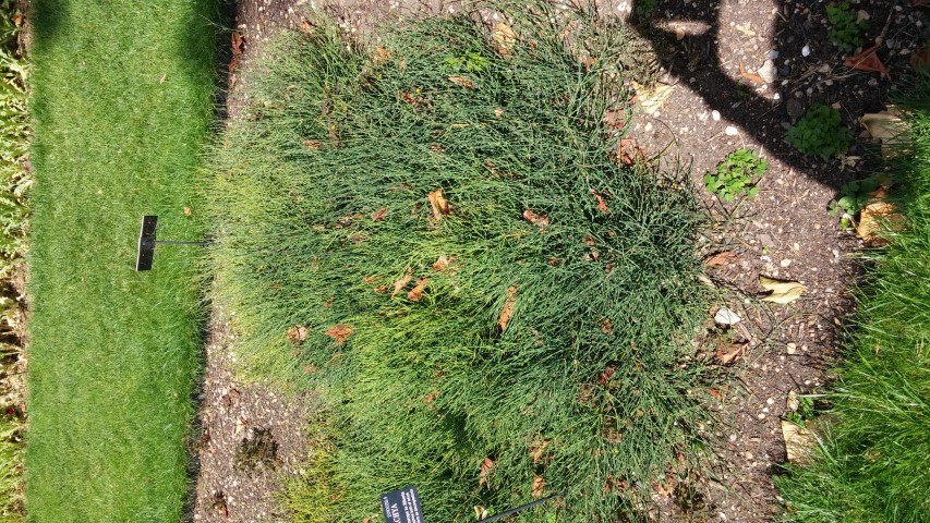 Ephedra distachya plantplacesimage20150705_143520.jpg