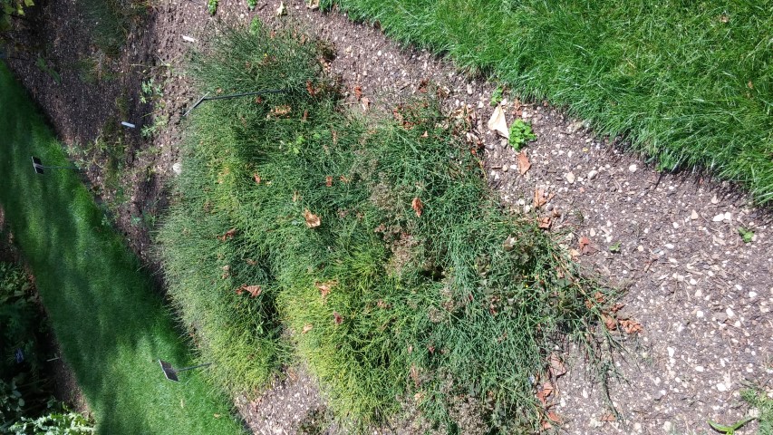 Ephedra distachya plantplacesimage20150705_143532.jpg