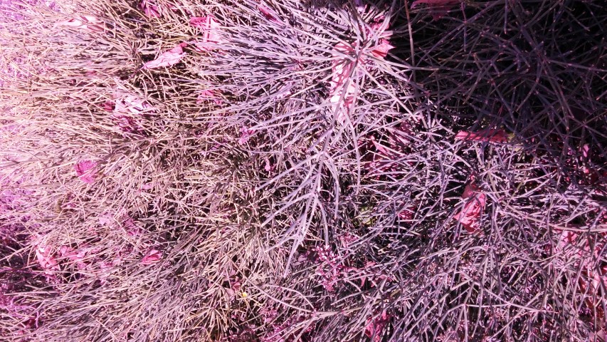 Ephedra distachya plantplacesimage20150705_143547.jpg