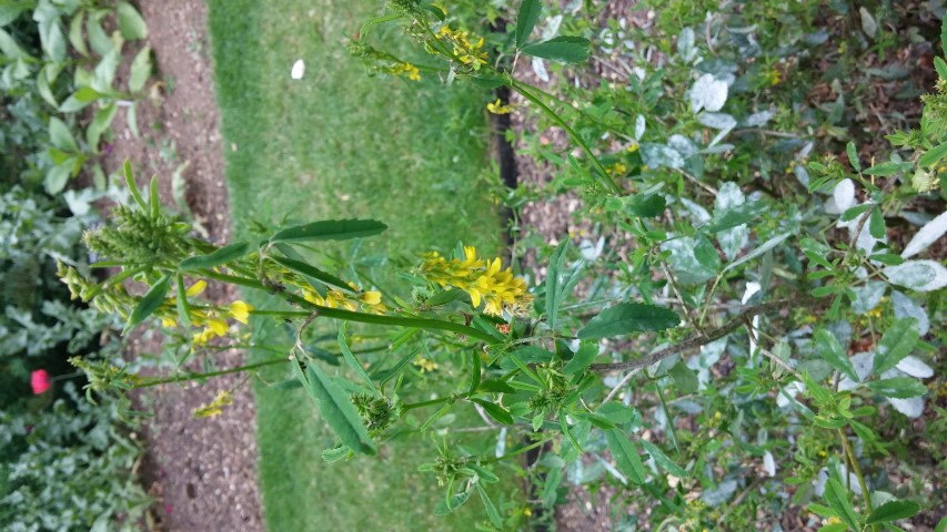 Melilotus officinalis plantplacesimage20150705_144031.jpg