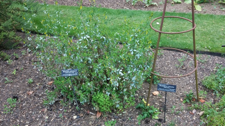 Melilotus officinalis plantplacesimage20150705_144049.jpg