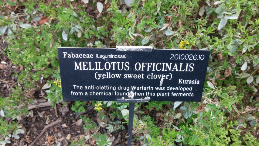 Melilotus officinalis plantplacesimage20150705_144103.jpg