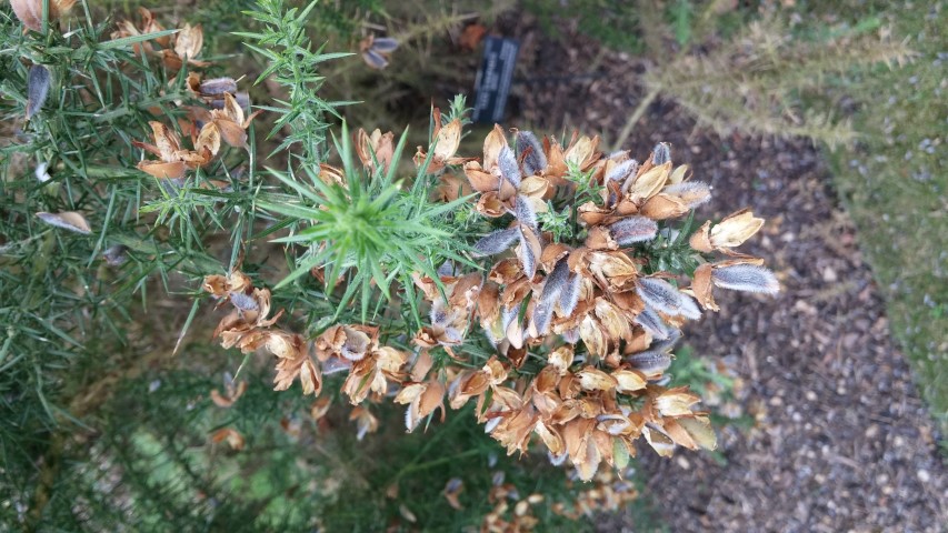 ulex europaeus plantplacesimage20150705_144236.jpg