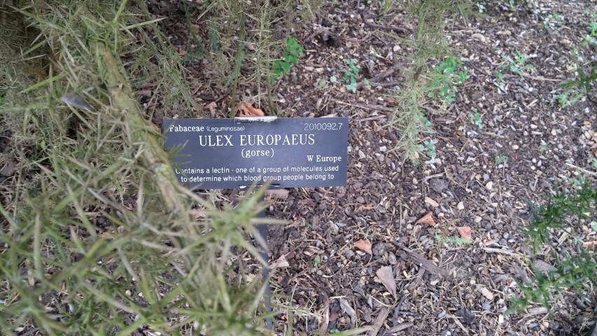 ulex europaeus plantplacesimage20150705_144244.jpg