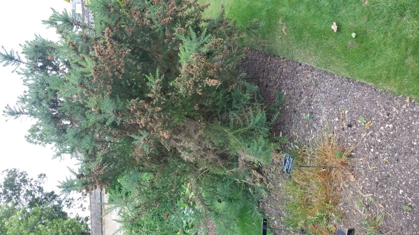 ulex europaeus plantplacesimage20150705_144307.jpg