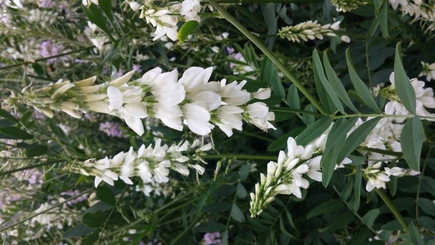 Galega officinalis plantplacesimage20150705_144533.jpg