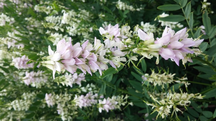 Galega officinalis plantplacesimage20150705_144557.jpg