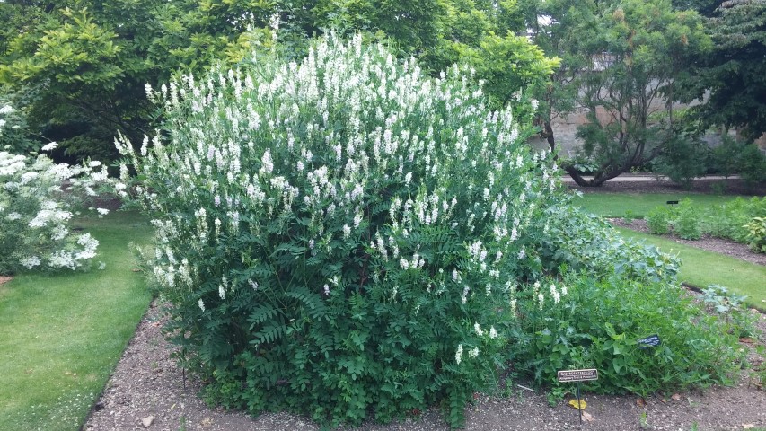 Galega officinalis plantplacesimage20150705_144606.jpg