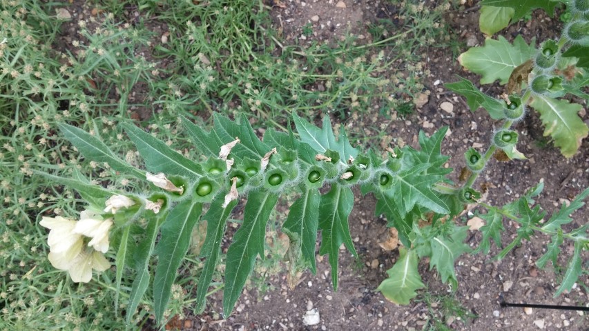 Hyoscyamus Niger plantplacesimage20150705_144649.jpg