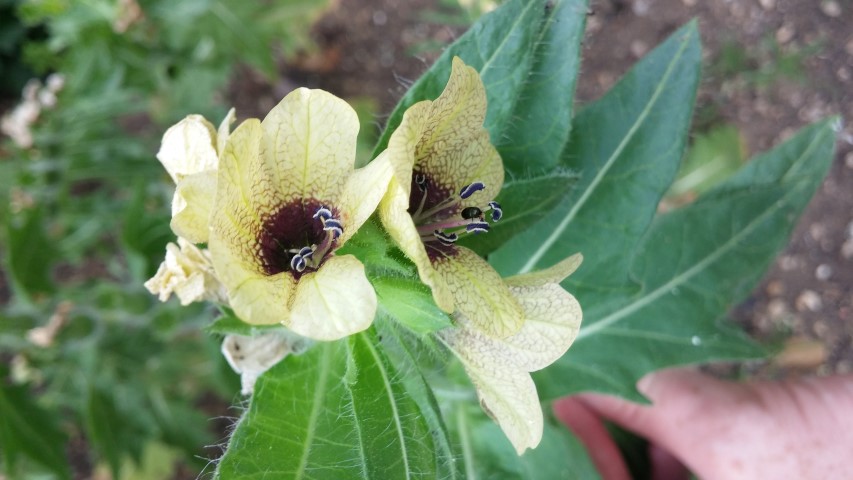 Hyoscyamus Niger plantplacesimage20150705_144701.jpg