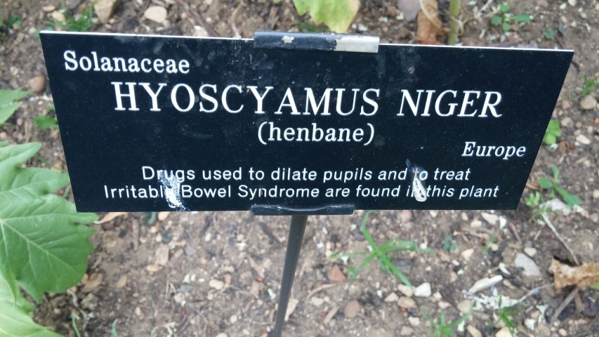 Hyoscyamus Niger plantplacesimage20150705_144715.jpg