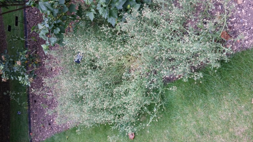 Platago psyllium plantplacesimage20150705_144815.jpg