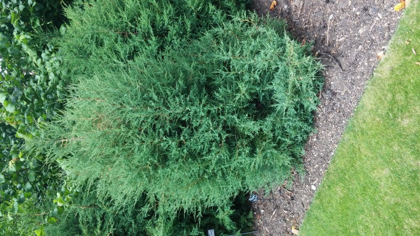 Juniperus virginiana plantplacesimage20150705_150114.jpg