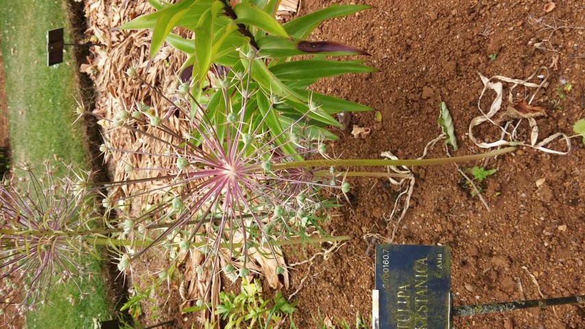 Tulipa turkestanica plantplacesimage20150705_150813.jpg