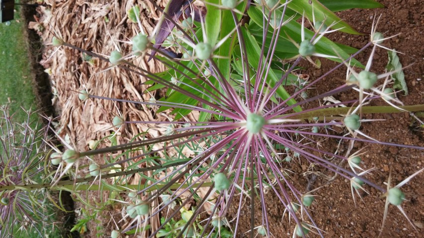 Tulipa turkestanica plantplacesimage20150705_150825.jpg