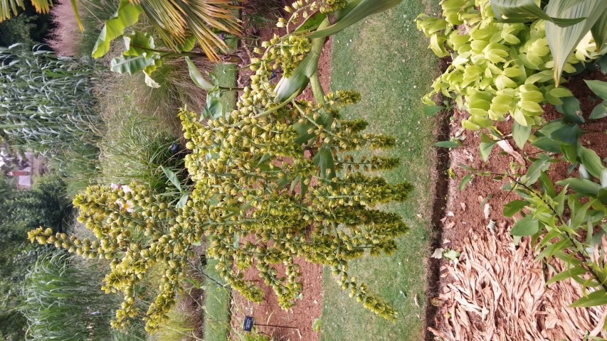 Viratrum viride plantplacesimage20150705_150915.jpg