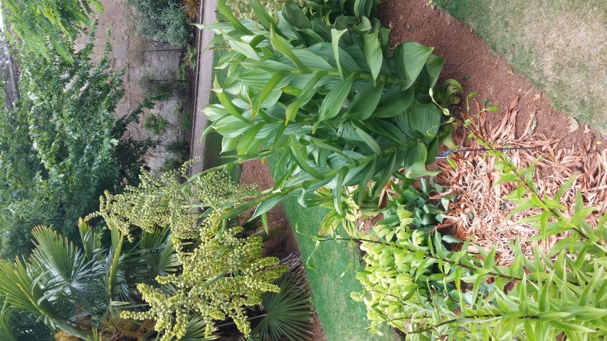 Viratrum viride plantplacesimage20150705_150924.jpg