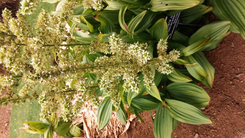 Viratrum album plantplacesimage20150705_151003.jpg