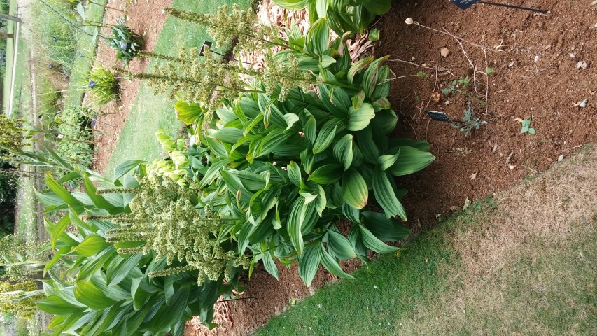 Viratrum album plantplacesimage20150705_151015.jpg