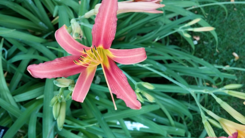 Hmerocalus fulva plantplacesimage20150705_151213.jpg