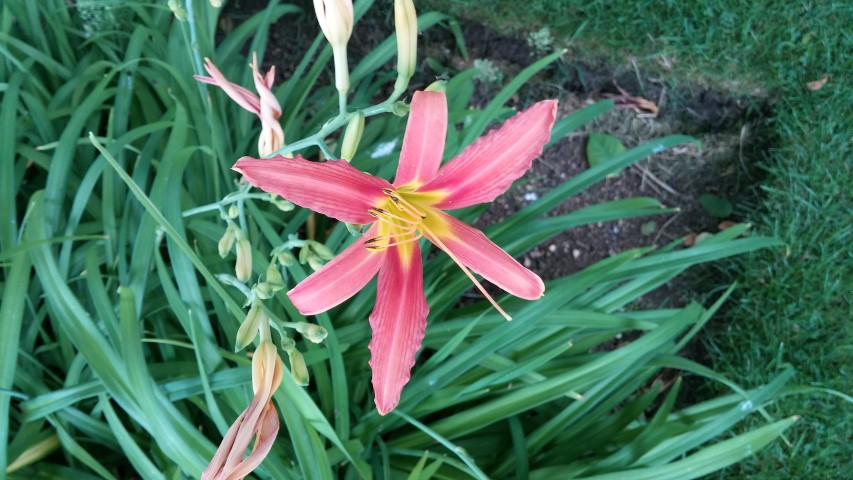 Hmerocalus fulva plantplacesimage20150705_151224.jpg