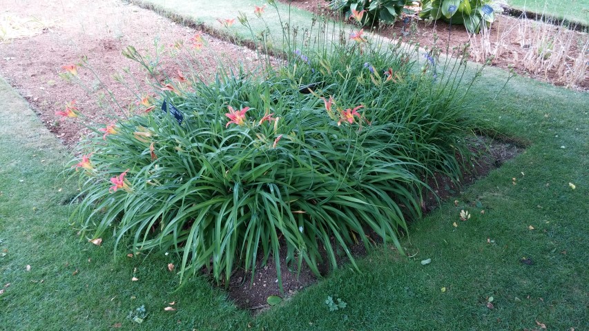 Hmerocalus fulva plantplacesimage20150705_151234.jpg