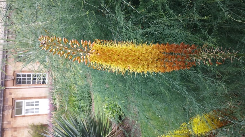 Eremurus robustus plantplacesimage20150705_151350.jpg