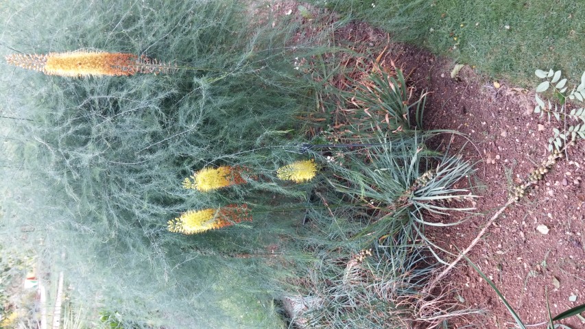 Eremurus robustus plantplacesimage20150705_151359.jpg