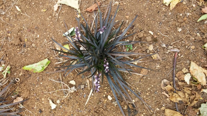 Ophiopogon planiscapus plantplacesimage20150705_151436.jpg