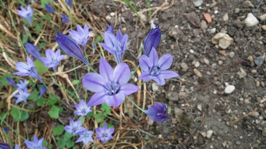 Triteleia laxa plantplacesimage20150705_151601.jpg