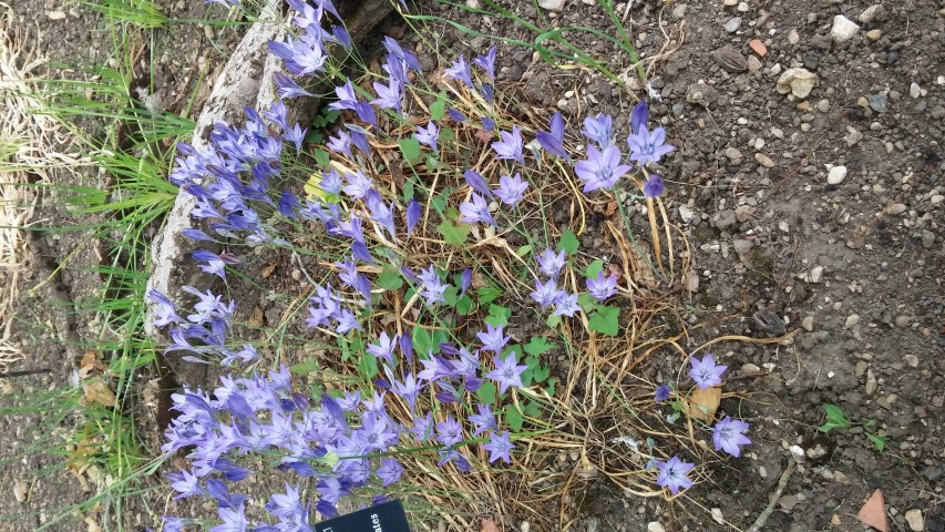 Triteleia laxa plantplacesimage20150705_151612.jpg