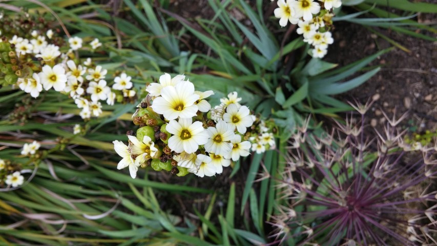 Sisyrinchium striatum plantplacesimage20150705_152120.jpg