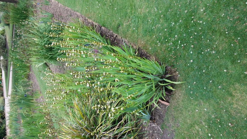 Sisyrinchium striatum plantplacesimage20150705_152130.jpg