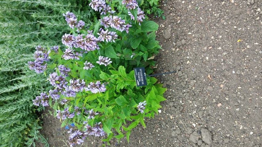 Nepet subsessilis plantplacesimage20150705_152246.jpg