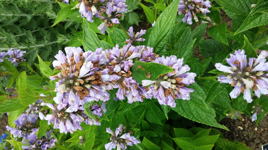 Nepet subsessilis plantplacesimage20150705_152259.jpg