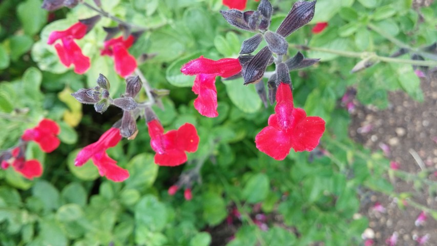 Salvia greggii plantplacesimage20150705_152944.jpg